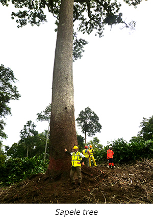 Sapele Tree, Rex Lumber Africa Sourcing 1