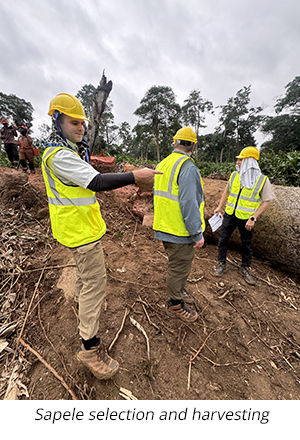 Sapele selection and harvesting
