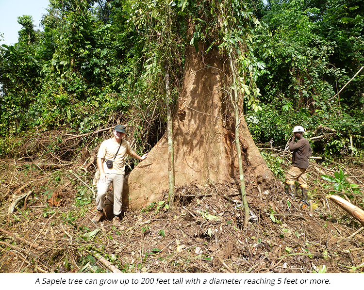 Sapele Tree can grow up to 200 feet tall.