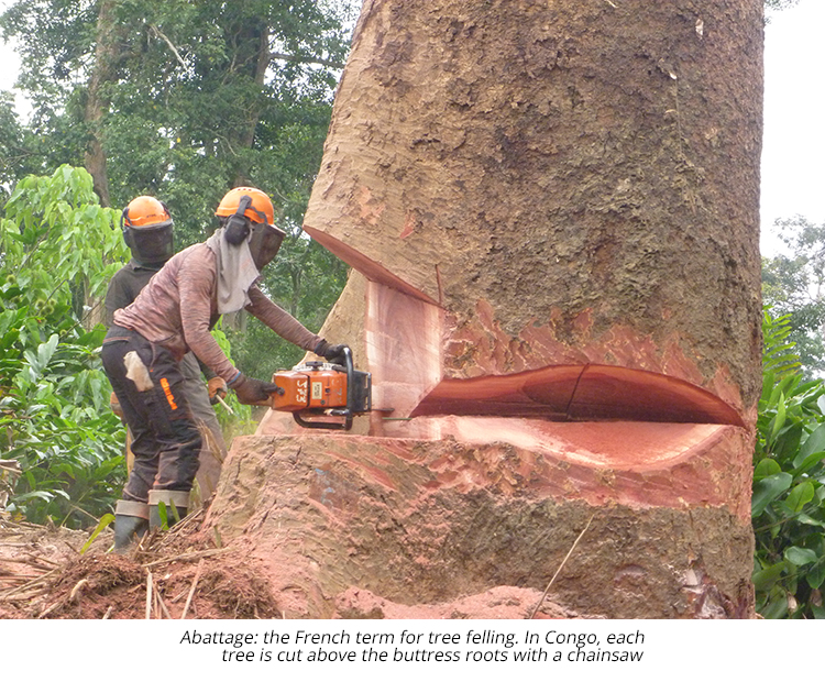 tree felling congo